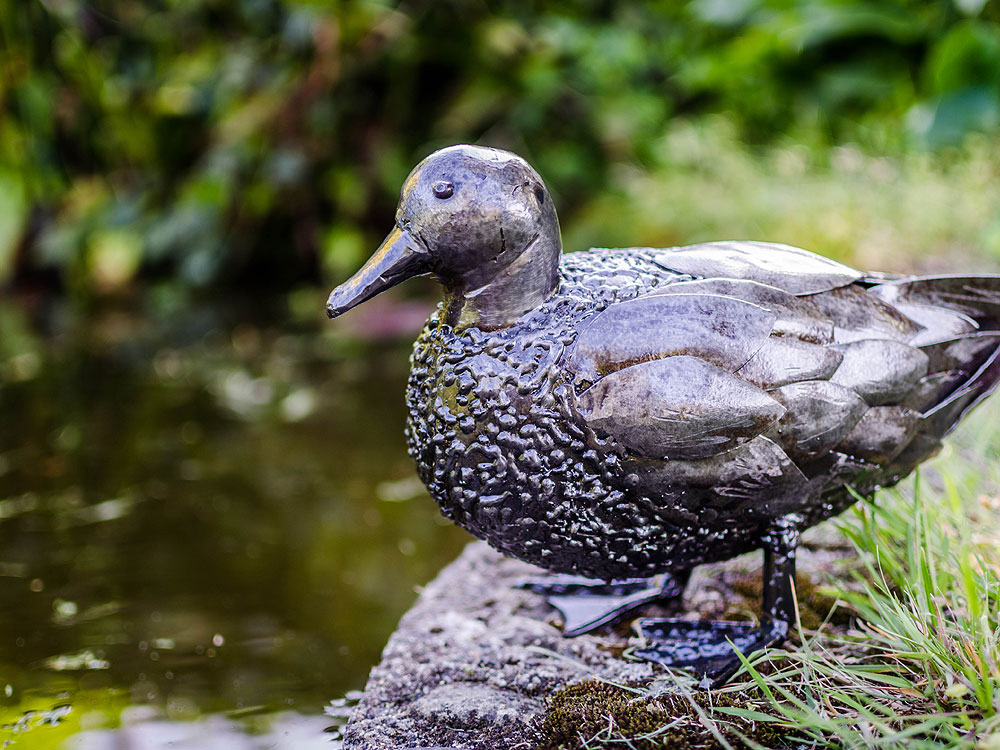 Un jour, un canard